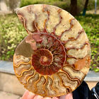366G rare tentacule naturel spécimen fossile d'ammonite coquille guérison Madagascar