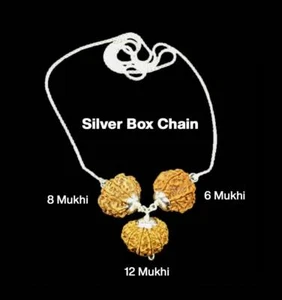 Rudraksha Combination for Business 6,8,12 Mukhi Nepal In Silver Chain Certified - Picture 1 of 3