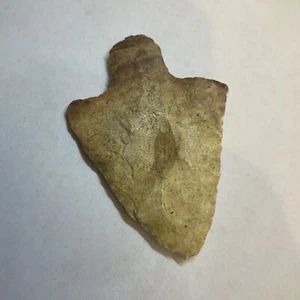 3 1/16 Marian Arrowhead Dixie Co Florida Coral - Picture 1 of 2