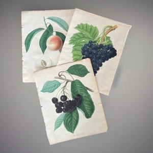 3 grabados en placa de acero de fruta de la Sociedad Hortícola de Londres, C 1820 - Imagen 1 de 9