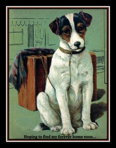 Fox Terrier Looking for Forever Home refrigerator magnet - Picture 1 of 1