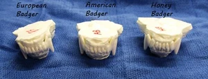 Set replica plastica tassidermia americana, europea, miele mascelle denti fusi tassidermia - Foto 1 di 5