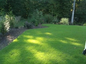 SeedRanch Bermuda Grass Seeds Hulled "Premium Grade" 1/4 LBS Sampler - Bild 1 von 1