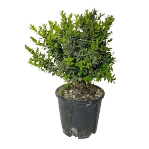 Bosso (Buxus sempervirens) – 1 Piantina in Vaso | Sempreverde | Ideale per Siepi - Picture 1 of 1