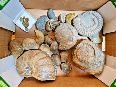 Lot Arietenkalk, Ammoniten, Nautilus, Altfunde, Vaihingen/BaWü - Bild 1 von 2