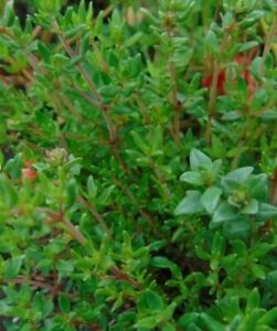 5 Common Garden Thyme Perennial Herb Plant Cuttings Clippings to Propagate