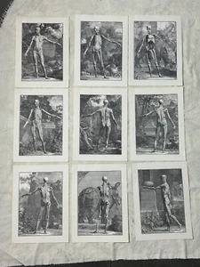 Tabulae Sceleti Et Musculorum Corporis Humani - Picture 1 of 12