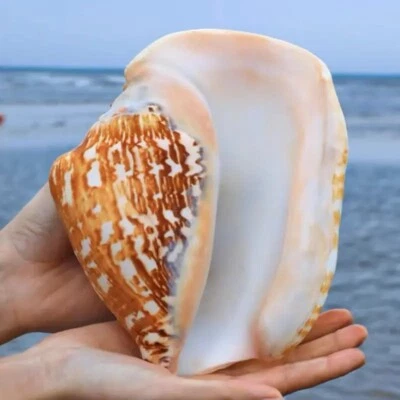 Large Natural Strombus Latissimus Seashell Rare Real Beach Home Deco 5-6" Inch - Image 1 of 4