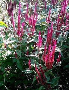 Candelabro rosa caliente Celosia 25+ semillas - peine S/H ¡Mira nuestra tienda! - Imagen 1 de 2