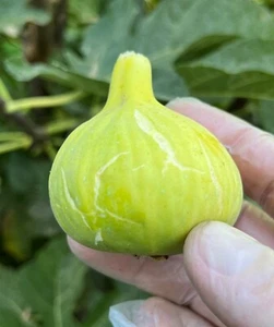 LSU Gold Fig (Ficus carica) - 1 TC Plant/Plug - 3-6 inches Lowest Price! SPECIAL - Picture 1 of 2