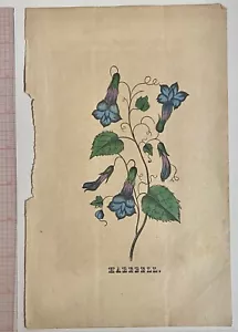 HAREBELL~STAMPA BOTANICA COLORATA A MANO~FIORE FA DIVENTARE UNA LEPRE UNA STREGA - Foto 1 di 3