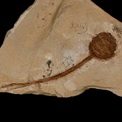 3.3" Rare Fossil Pistillate Cone Metasequoia Dawn Redwood Oligocene Age MT COA - Image 1 of 4