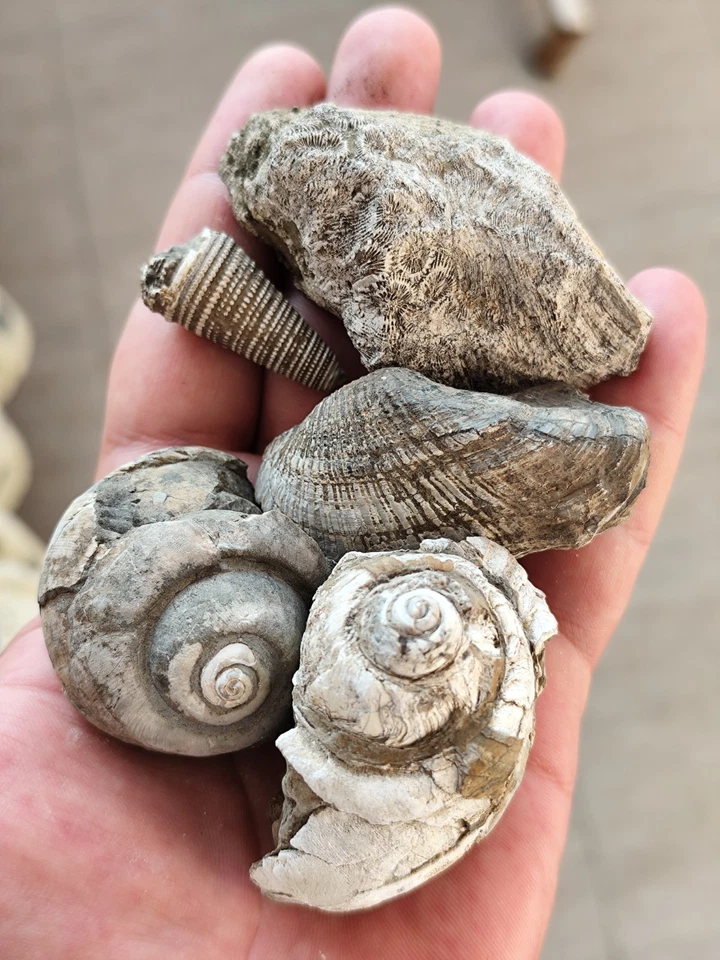 Small Fossil Collection - Turritella, Coral, Shell, Gastropod - Image 1 of 3