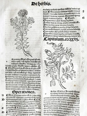 Original Post Inkunabel-Blatt Hortus Sanitatis Botanik (A) Venedig 1511 - Image 1 of 4