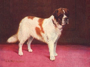 HEILIGER BERNARD ALTES BENANNTES CHAMPION HUND BILD AUF GRUSSNOTIZKARTE - Bild 1 von 1