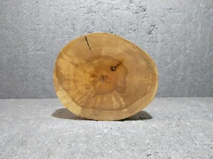 Baumscheibe, Holzscheibe, Holzdeko, Bastelholz,gestockte Birke, D:16,9-19,9 cm - Bild 1 von 10