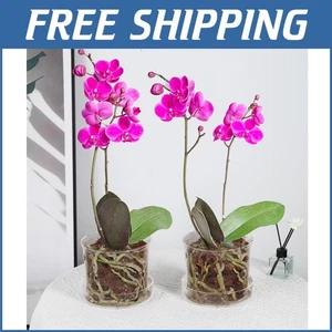 Chic 2-Piece Glass Orchid Pot Set with Drainage - Ideal Gift for Plant Lovers - Picture 1 of 9