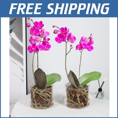 Chic 2-Piece Glass Orchid Pot Set with Drainage - Ideal Gift for Plant Lovers - Image 1 of 4