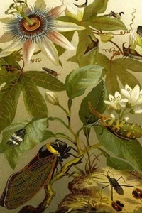 Passion Flower with Insects Friedrich Wilhelm Kuhnert Poster Print - Picture 1 of 1