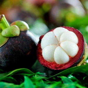 BeauFlora Hybrid Mangosteen ( Purple , Seedling ) Exotic 1 Bare-Root Plant - Imagen 1 de 5
