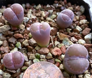 Mesemb Pflanze--Lithops salicola 'Sato's Violet' - EIN SÄMLING aus TOPF - Bild 1 von 1