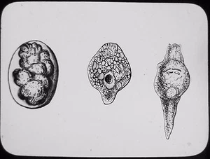 Glas Zauber Laterne Dia KRONE ANIMALCULE FRÜHSTADIUM UM 1900 ZEICHNUNG TEICHLEBEN - Bild 1 von 2