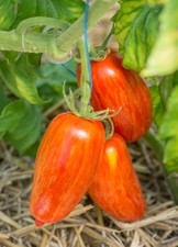 15 Graines/Seeds Tomate Bigarée Ancienne - Variété : Roman Striped - BIO