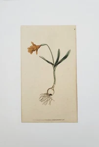 XVIII ème - William Curtis - Belle Gravure Aquarellée de Fleur n°6 de Mars 1786 - Picture 1 of 1