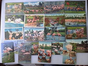 Lot of 31 Postcards (20 Different) ALL Flamingos in Florida 1940s-1950s - Picture 1 of 1
