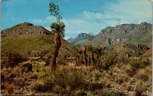 Postal Big Bend Texas Towering Yucca Chisos Mountains 1968 Chrome Dexter Press - Imagen 1 de 2