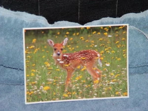 1990 Shenandoah National Park Virginia  Fawn Post Card - Picture 1 of 5