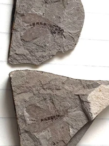Ein Paar exquisite Insektenfossilien aus der Jura Daohugou Zeit !!! - Bild 1 von 1