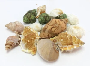Deko Muscheln - bunter Mix - Naturdeko - Muschelmix - Basteln - Bild 1 von 3