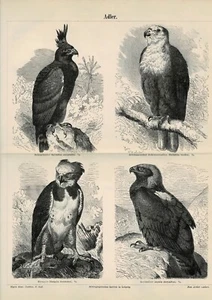 Tafel ADLER / SEEADLER / HARPYIE Original-Holzstich 1885 - Picture 1 of 1