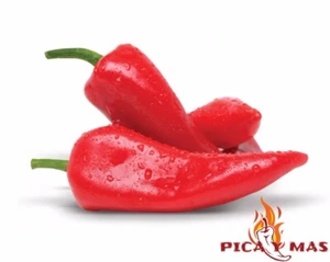 PIMIENTO DE PIQUILLO 100 SEMILLAS 100% GARANTIZADAS - Bild 1 von 2