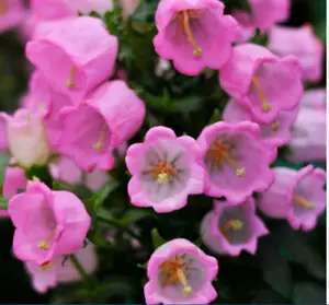 200 Seeds Rose Pink CANTERBURY BELLS - CAMPANULA Medium Flower - Picture 1 of 7