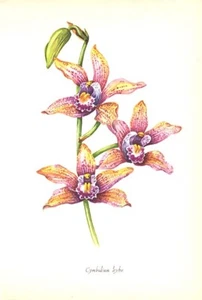 CYMBIDIUM HYBRID BOAT ORCHID FLOWER ~ Old 1958 Exotic Botanical Floral Art Print - Picture 1 of 1