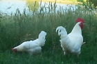 6 Original BRESSE Chicken Hatching Eggs 2017 (Newest) Import RARE 
