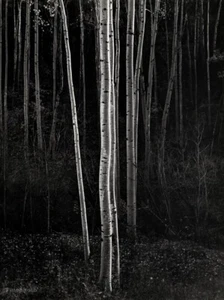 1958/63 Vintage ANSEL ADAMS Aspens Trees New Mexico Photo Gravure On 16x20 - Picture 1 of 1