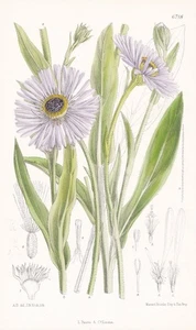 Aster diplostephioides Himalaya Botanik flower botany Lithographie Curtis 6718 - Bild 1 von 1