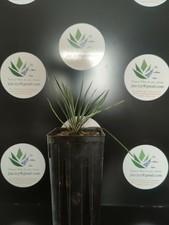 Yucca linearifolia