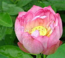 10Pcs Light Pink Lotus Seeds Water Lily Pad Nymphaea Nelumbo Nucifera Pond Plant