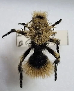 Mutillidae Dasymutilla magna Mexico #3 Velvet Ant Insect Hymenoptera - Picture 1 of 5
