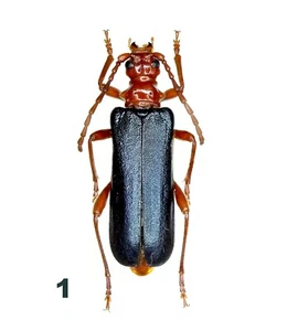 Cerambycidae, Rhamnusium bicolor (Schrank, 1781), UKRAINE, weiblich - Bild 1 von 3