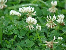 GREEN MANURE WHITE CLOVER  60 GRAM ~ APPROX 90,000 SEEDS