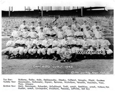 MLB 1943 Chicago Cubs Team Picture Black & White 8 X 10 Photo Picture 