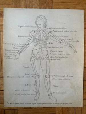 Unusual 1930s Illustration Drawing Athletic Anatomy Bones Female Fitness 18 x 23 - Image 1 of 4