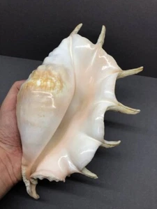 Lambis truncata 27 cm, Large giant sea shell, collectible home decor, Strombidae - Picture 1 of 13