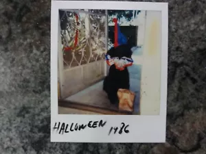 Polaroid Photo of Black Poodle On Halloween Trick or Treat Dressed as Clown - Picture 1 of 1