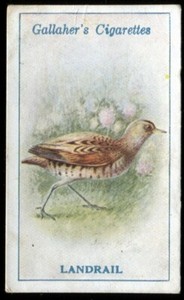 Tobacco Card, Gallaher, BRITISH BIRDS by GEORGE RANKIN, 1923, Landrail, #86